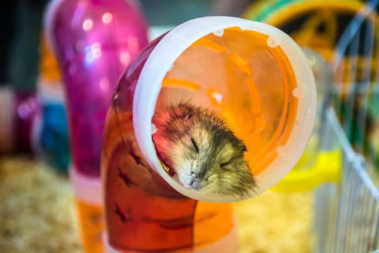 Are Hamsters Nocturnal? Hamster Sleep Patterns Explained