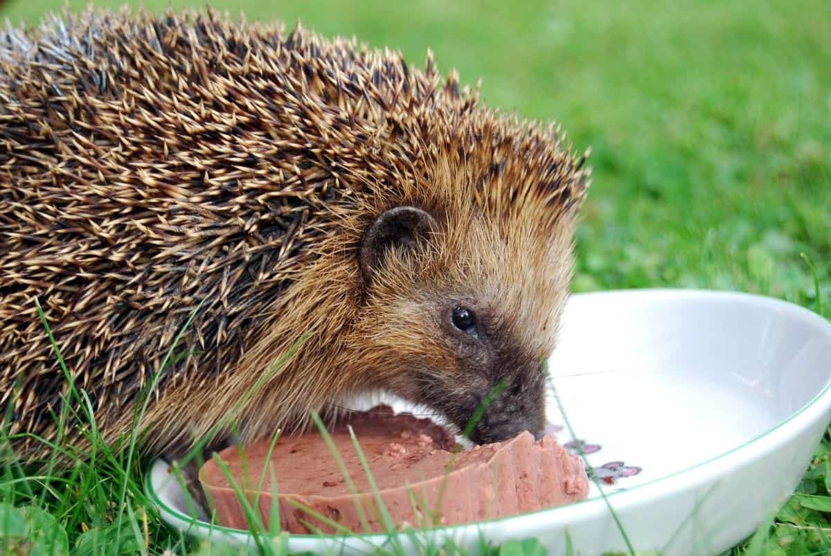 What Do Pet Hedgehogs Eat? A Complete Guide