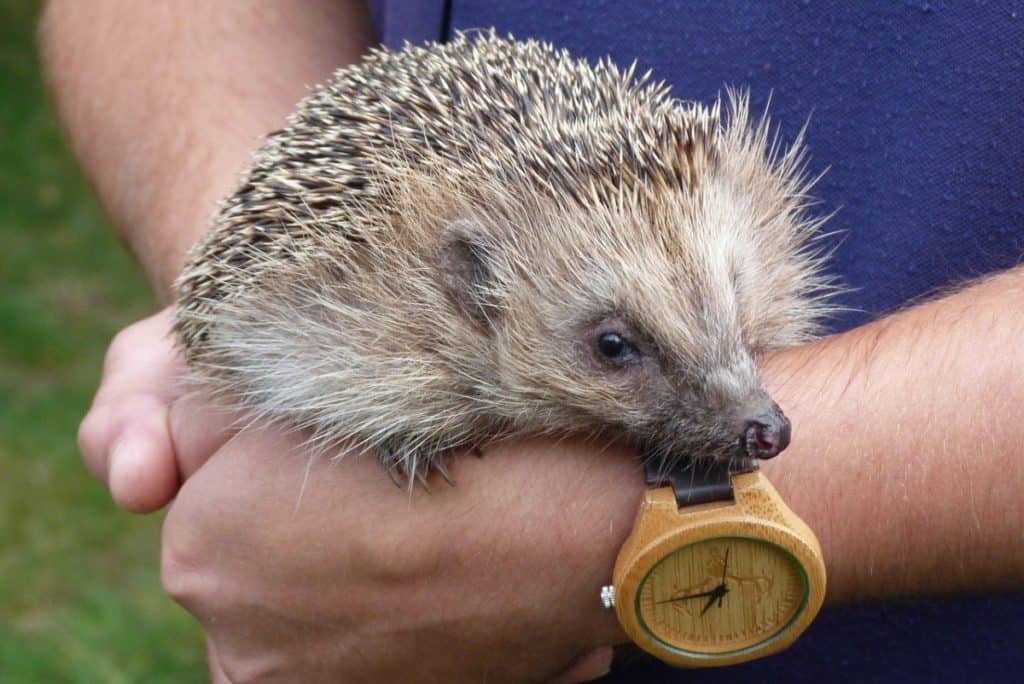 How much do Hedgehogs Cost? A Complete Cost Breakdown