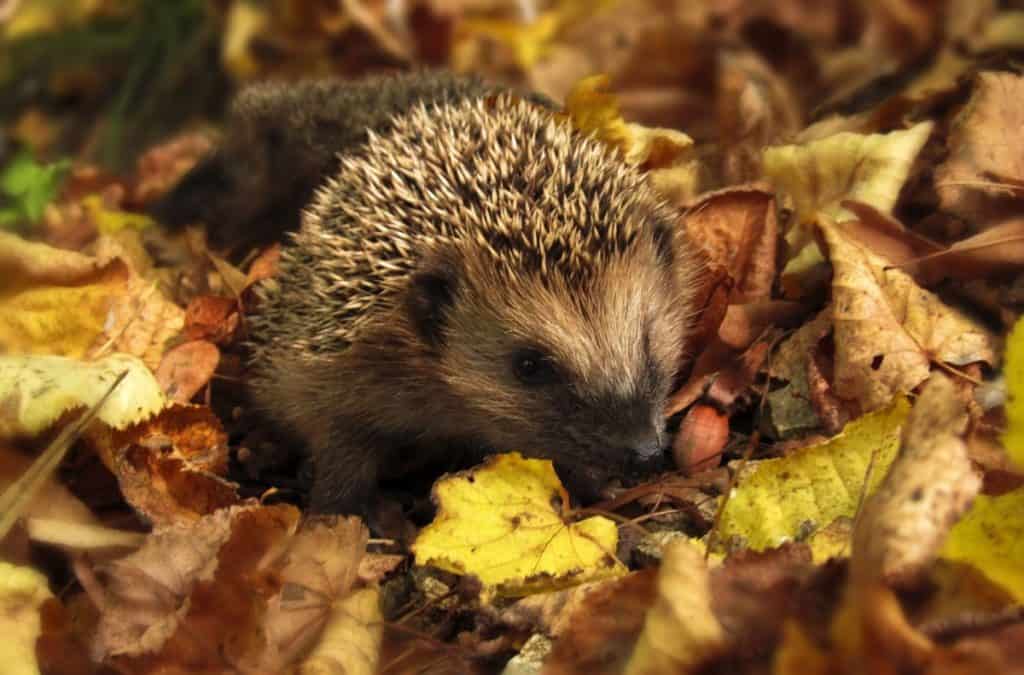 Hedgehog Hibernation Explained What You Need to Know