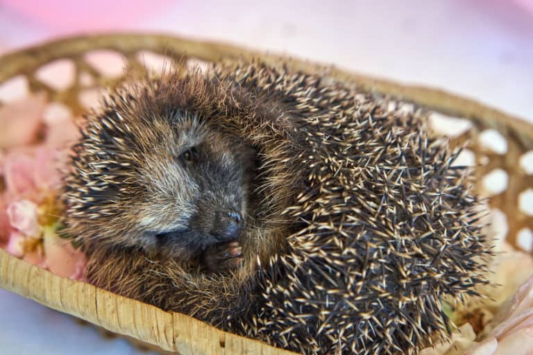 Are Hedgehogs Nocturnal? Hedgehog Sleep Patterns Explained