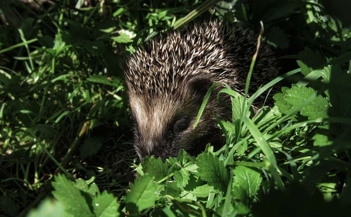 Why Can Hibernating Hedgehogs Wake Up In Cold Air, But Frogs Cant