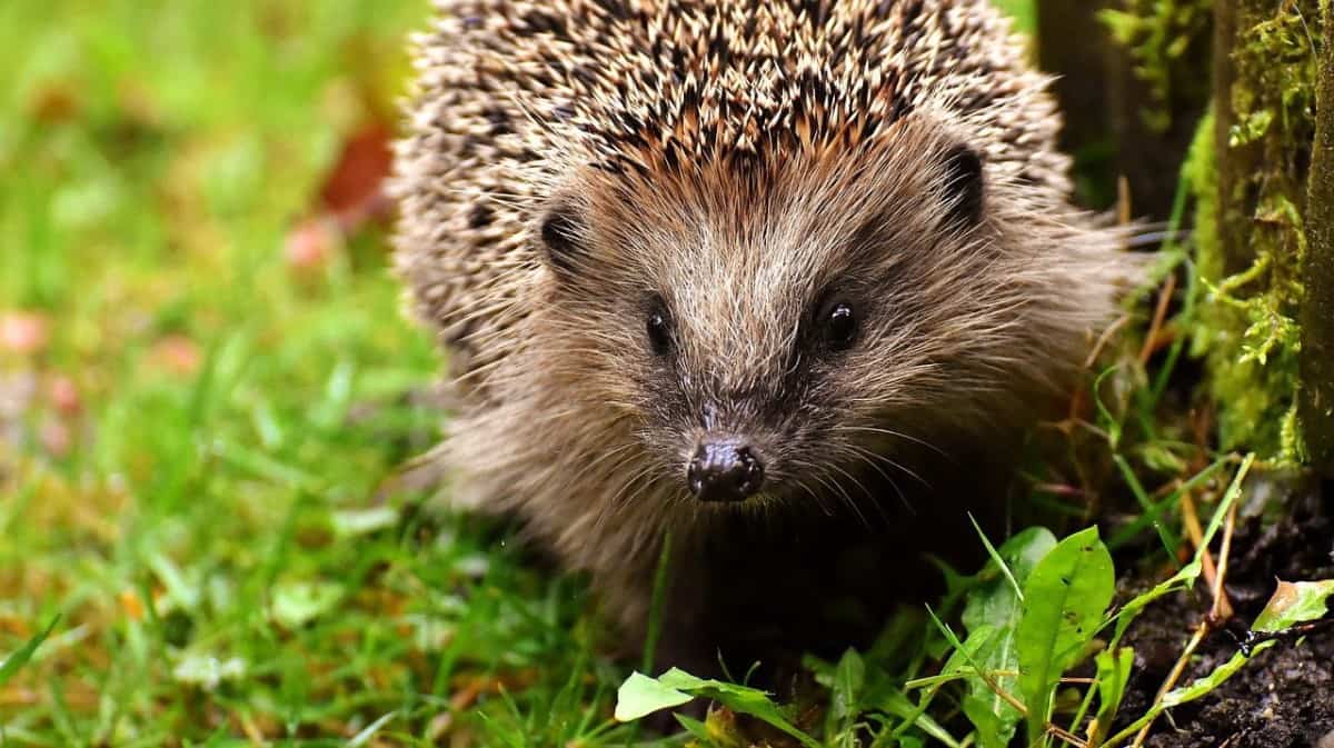 Hedgehog Behavior – What is Your Hedgehog Expressing? – thepetsavvy.com