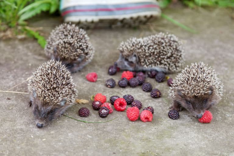 What Do Pet Hedgehogs Eat? Best Hedgehog Diet The Pet Savvy