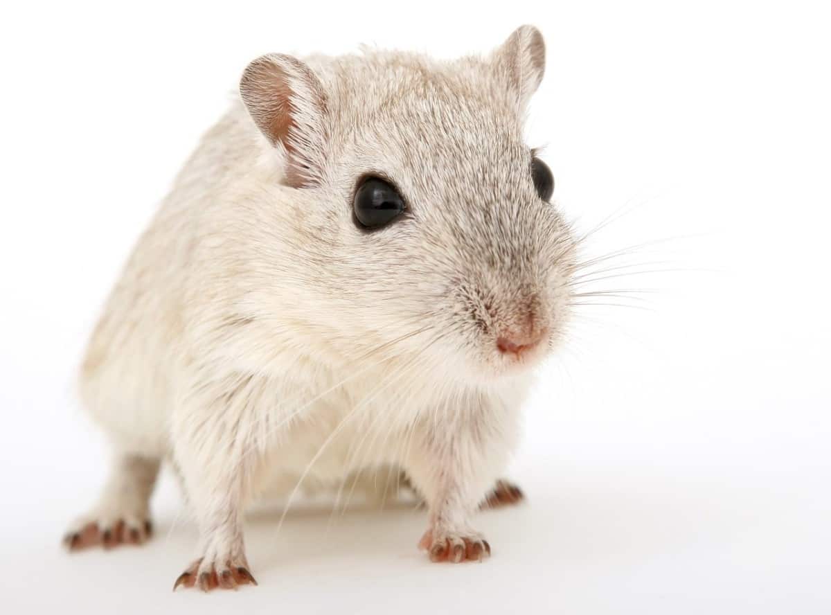 All Gerbil Colors And Patterns (With Pictures) - The Pet Savvy