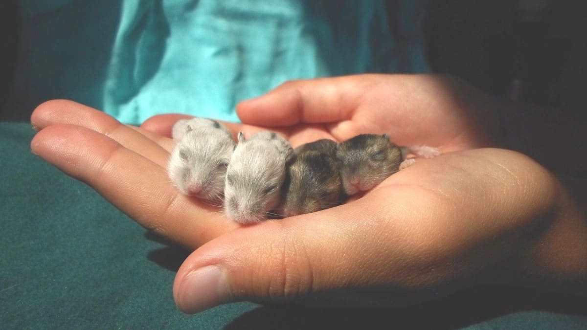 Are Hamsters Nocturnal? Hamster Sleep Patterns Explained