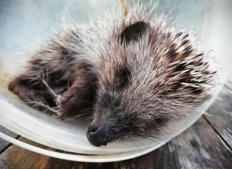 Are Hedgehogs Nocturnal? Hedgehog Sleep Patterns Explained