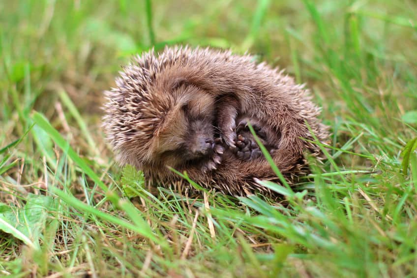 Hedgehog Hibernation Explained What You Need to Know