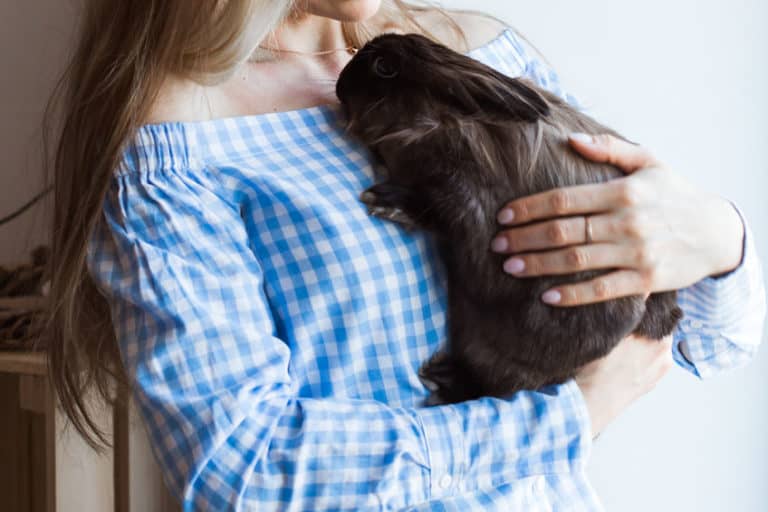 15-best-small-pets-that-like-to-cuddle-thepetsavvy