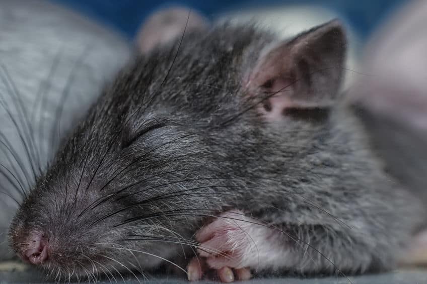 Are Pet Rats Nocturnal? A Guide to Your Rats’ Sleep Pattern