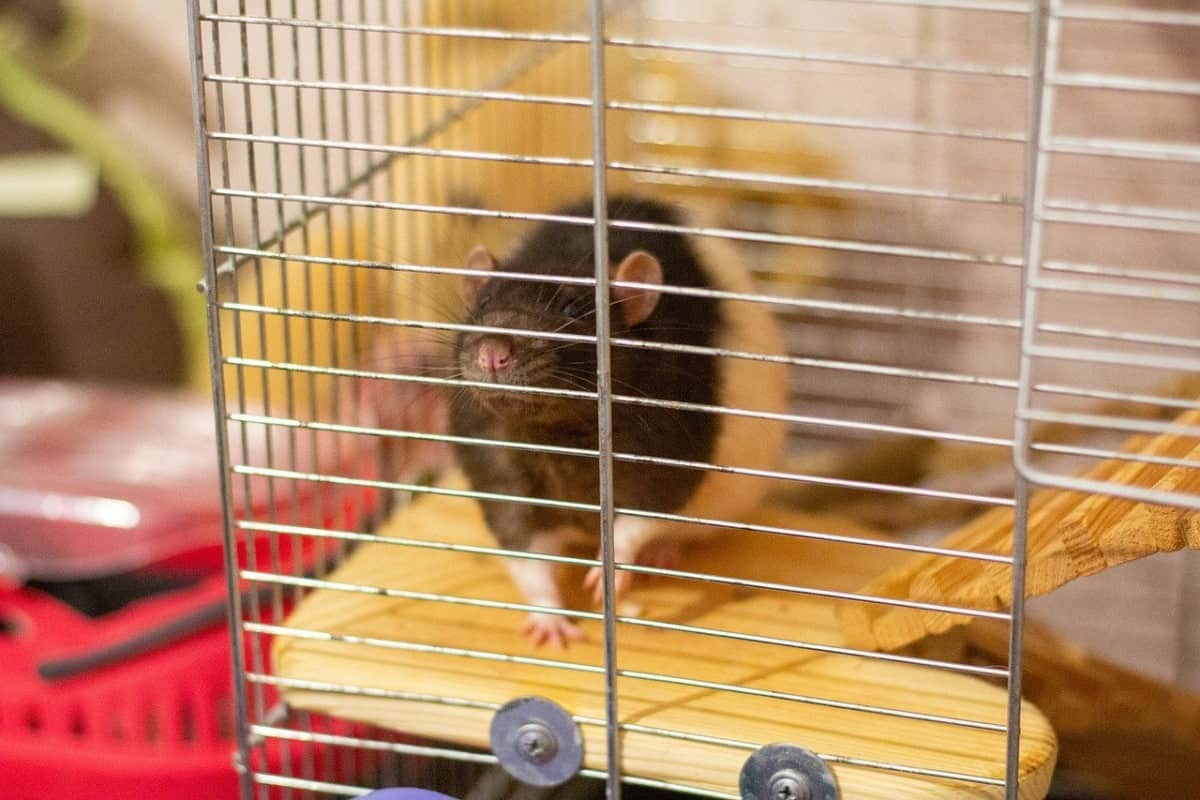 7 Easy Steps To Tame Your Pet Rat - The Pet Savvy