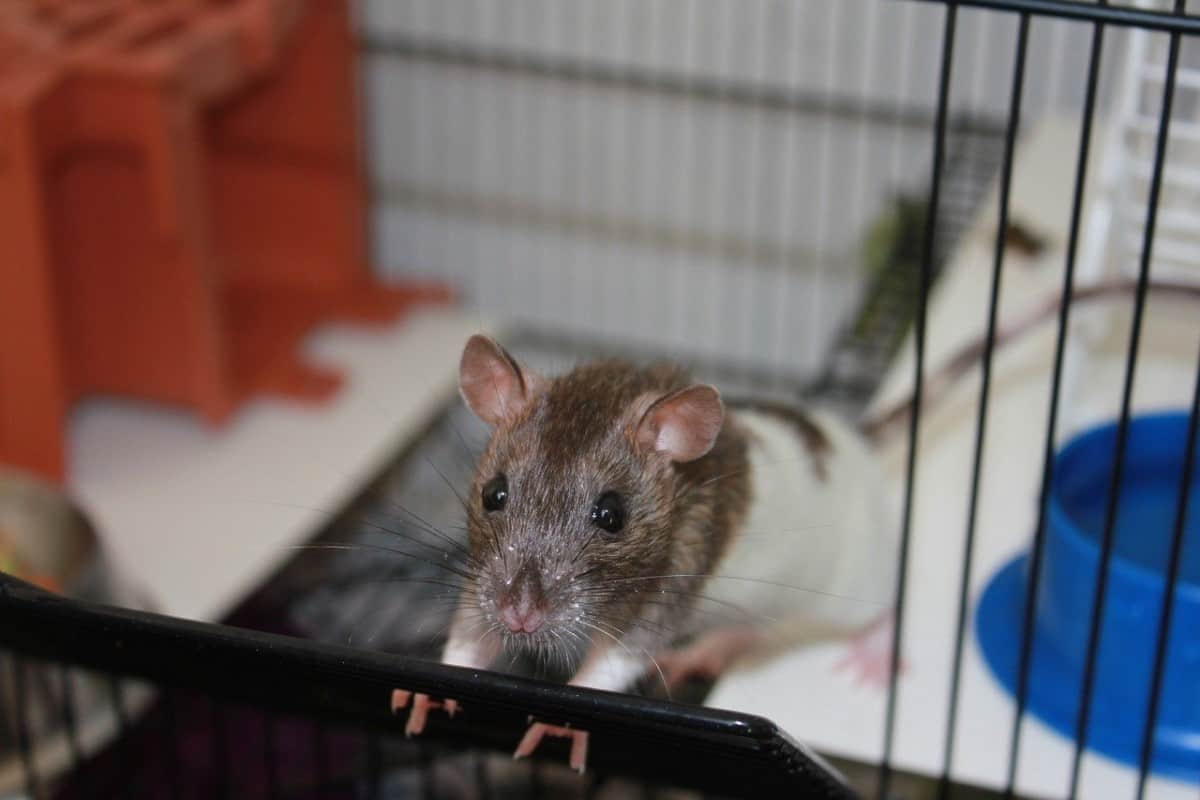 7 Easy Steps To Tame Your Pet Rat - The Pet Savvy