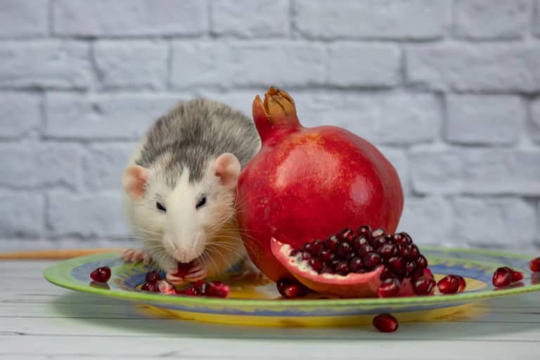 What Do Rats Eat? A Complete Guide The Pet Savvy