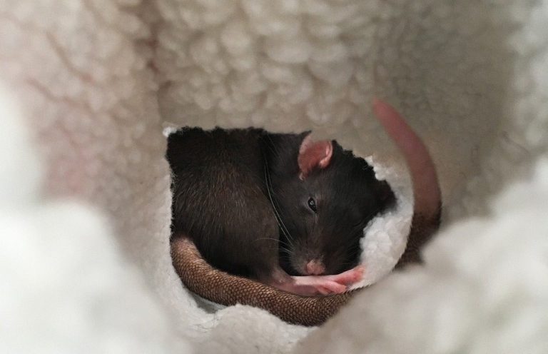 Are Pet Rats Nocturnal? A Guide to Your Rats’ Sleep Pattern ...