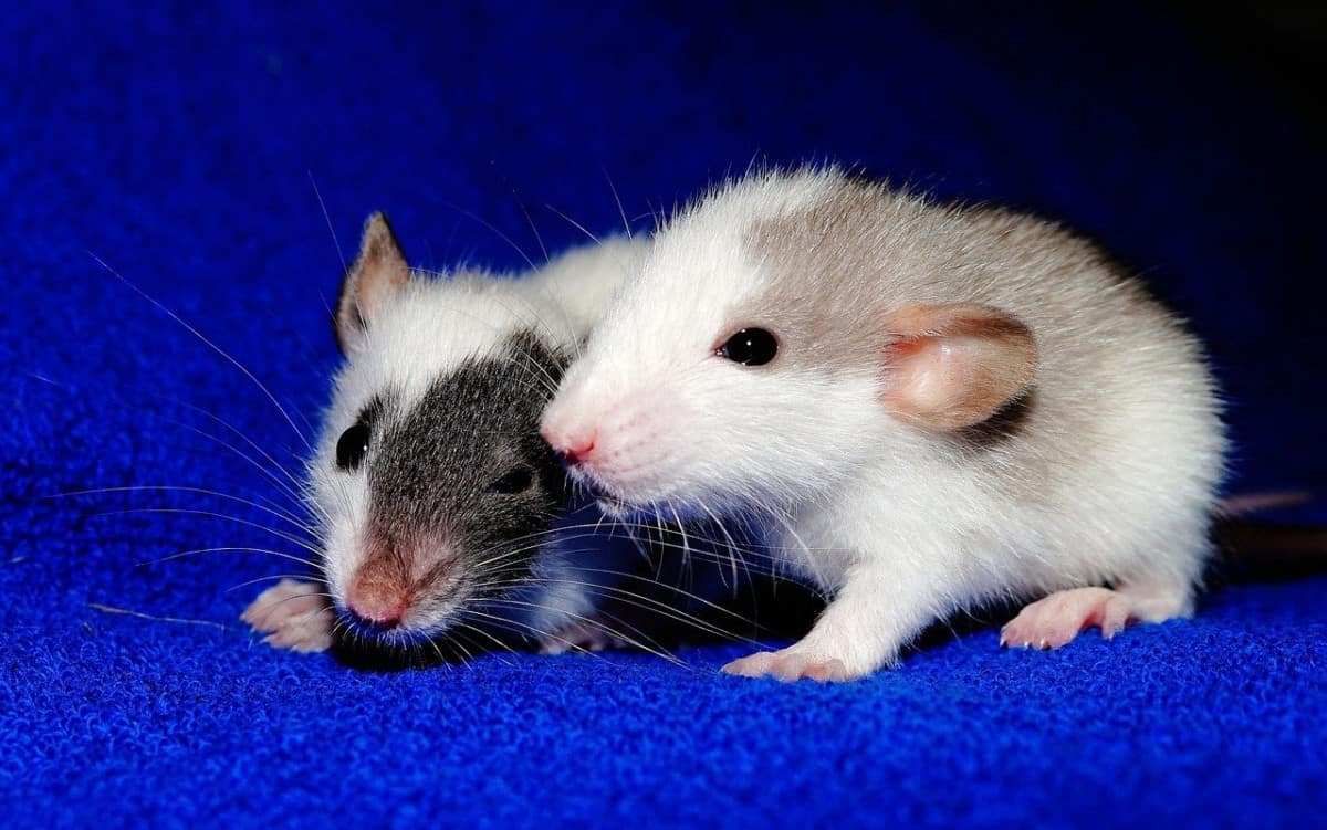 How Much Do Rats Cost? (2023 Update) - The Pet Savvy