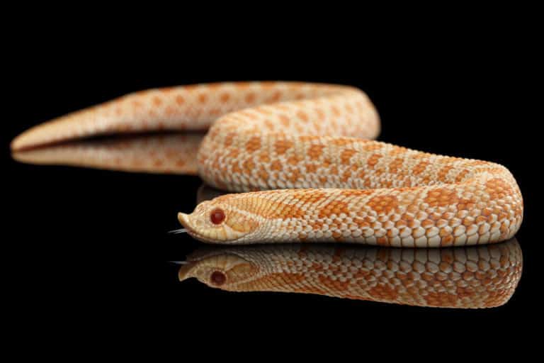 10 Best Pet Snakes For Beginners - The Pet Savvy