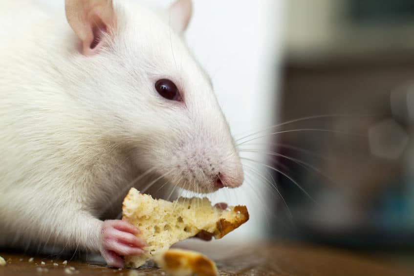 What Do Pet Rats Eat? A Complete Guide