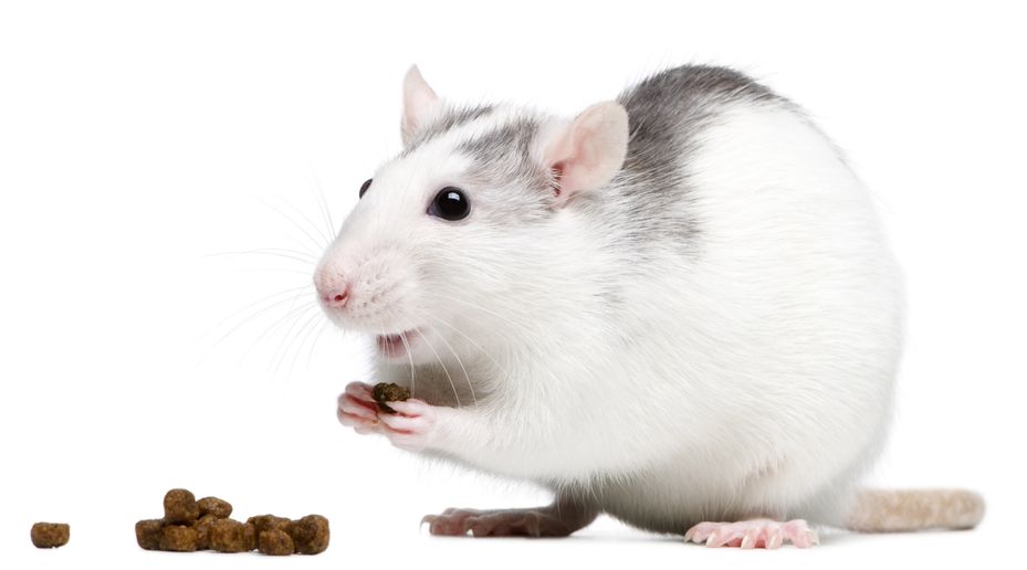 What Do Pet Rats Eat? A Complete Guide