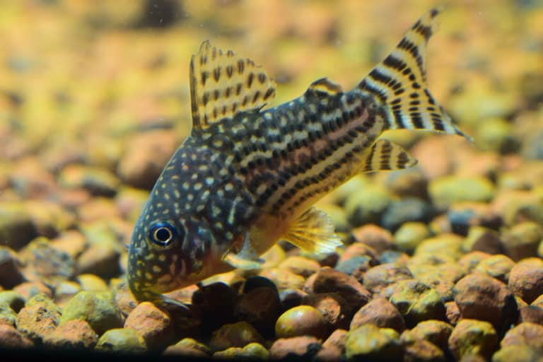 12 Best Beginner Fish For Freshwater Aquariums - The Pet Savvy