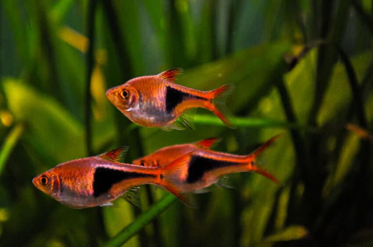 12 Best Beginner Fish For Freshwater Aquariums The Pet Savvy