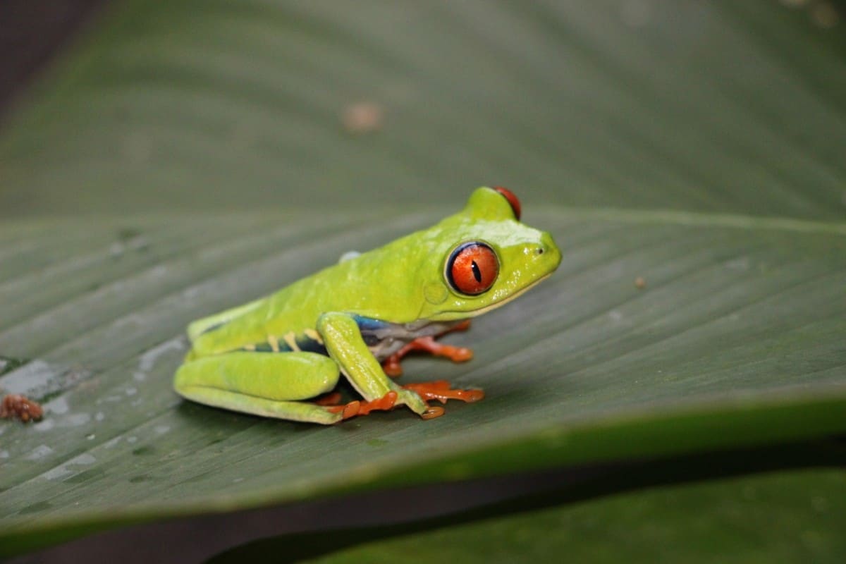 20 Best Beginner Reptiles and Amphibians - The Pet Savvy