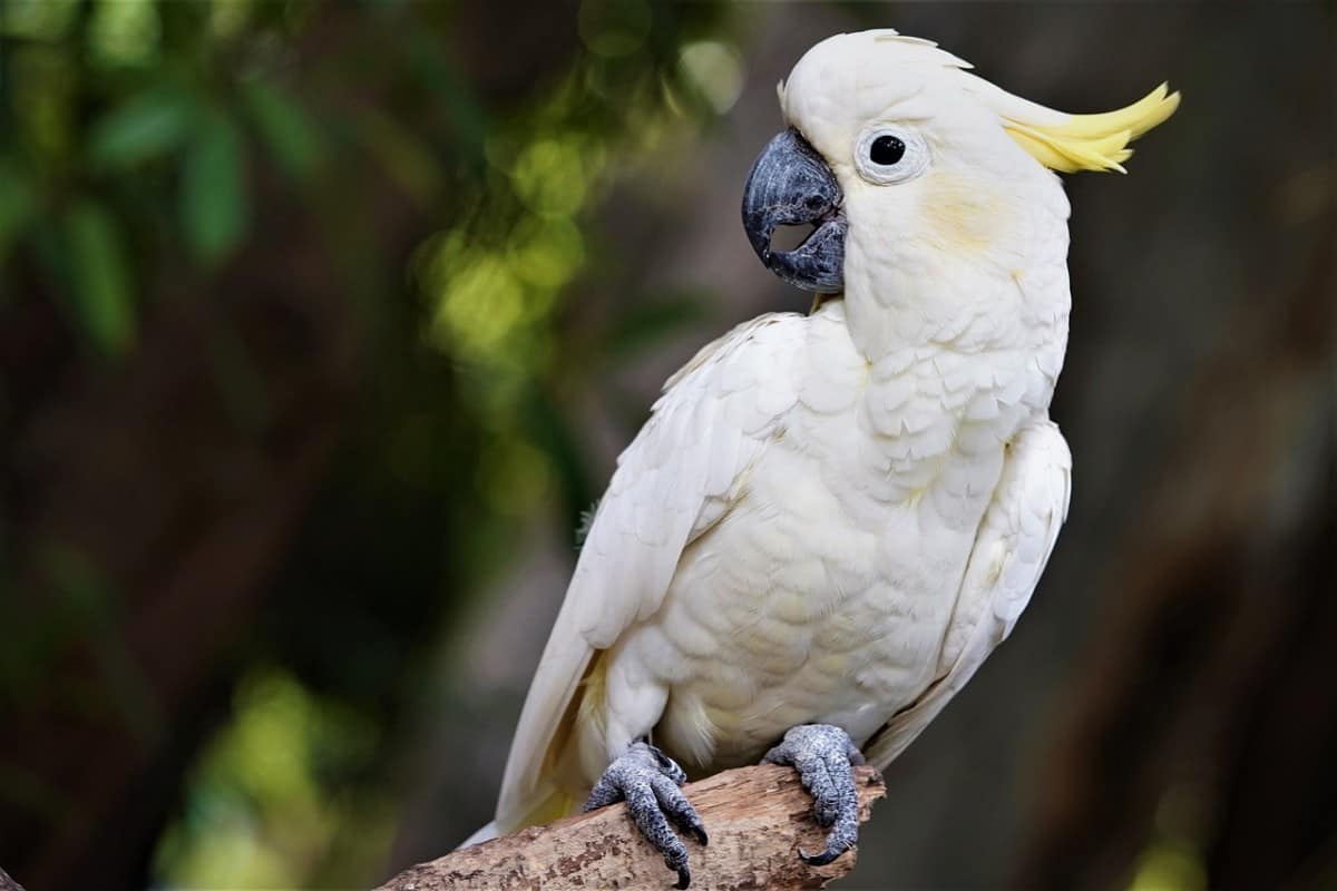 domestic cockatoo lifespan