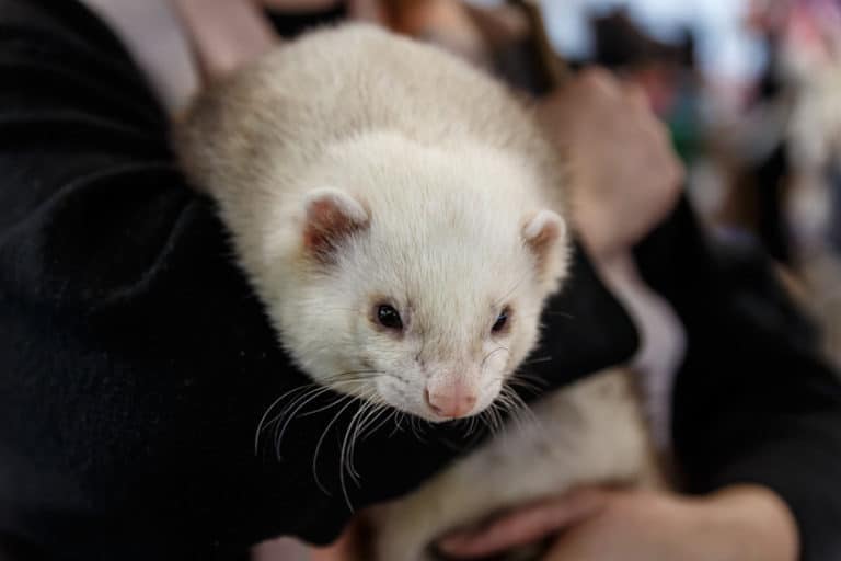 How Should I Hold My Ferret? (With Pictures) - The Pet Savvy