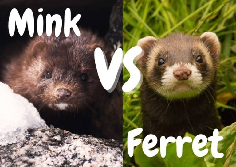 Mink VS Ferret: 7 Differences (With Pictures) - The Pet Savvy