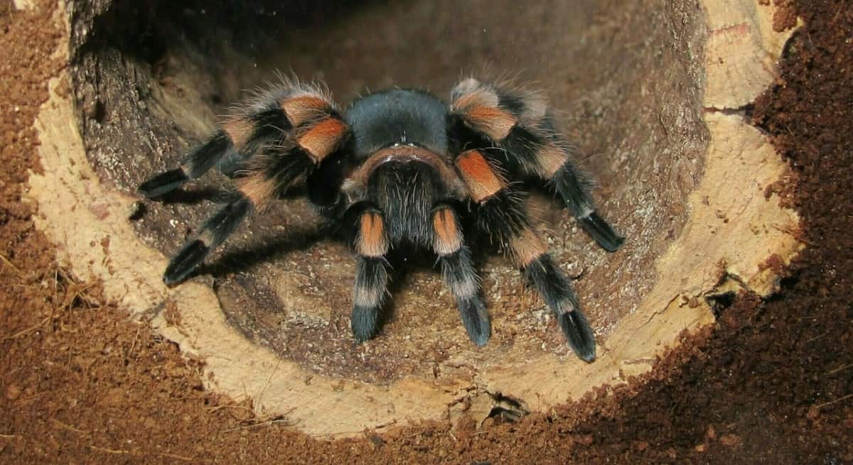 Terrestrial Vs. Arboreal Tarantula - What's The Difference? - The Pet Savvy