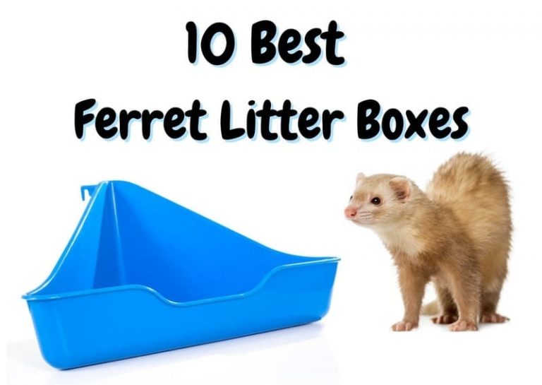 10 Best Ferret Litter Boxes (2023 Update) - The Pet Savvy