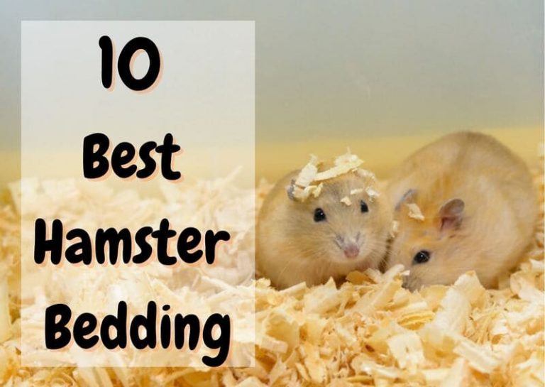 10-best-hamster-bedding-real-reviews-2023-guide-the-pet-savvy