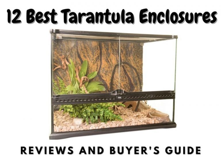 12 Best Tarantula Enclosures (2023 Update) - The Pet Savvy