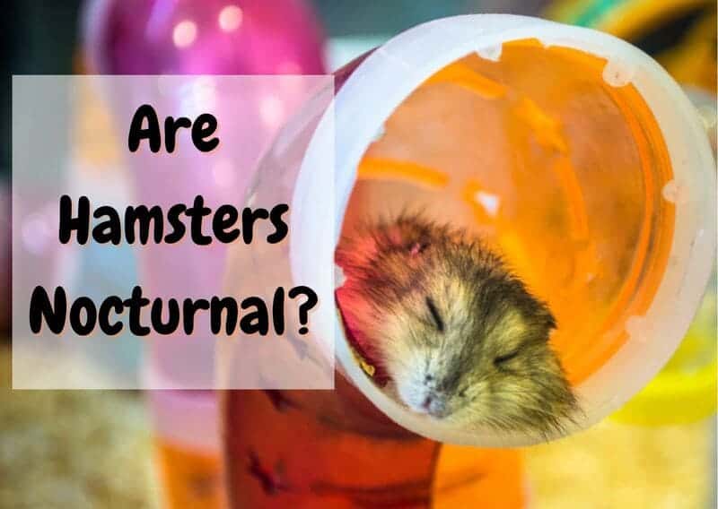 Are Hamsters Nocturnal Hamster Sleep Patterns Explained Thepetsavvy