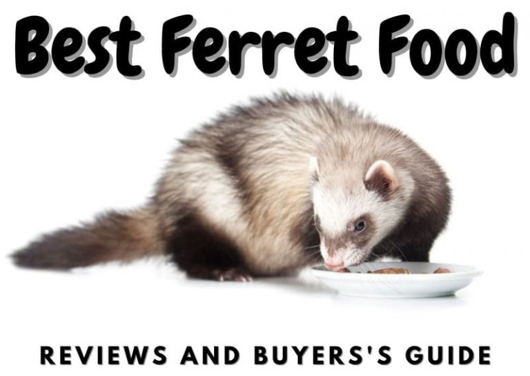 12 Best Ferret Foods In 2023 Review And Buyers Guide The Pet Savvy