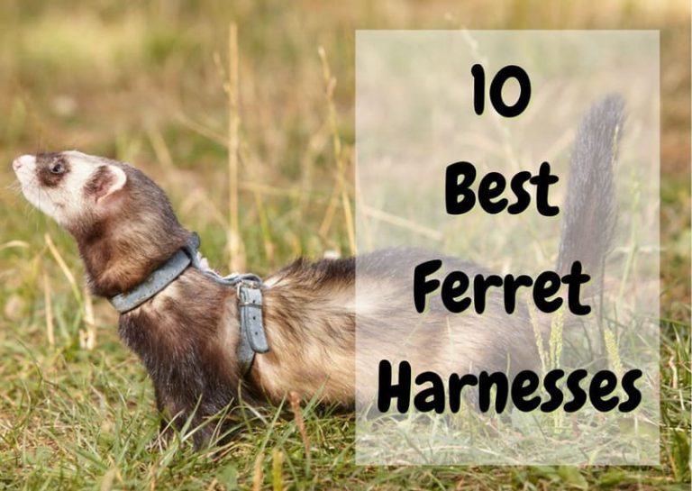 10 Best Ferret Harnesses (2023 Update) - The Pet Savvy