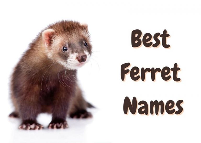 Ferret Names: 190+ Cute & Funny Names for a Ferret - The Pet Savvy