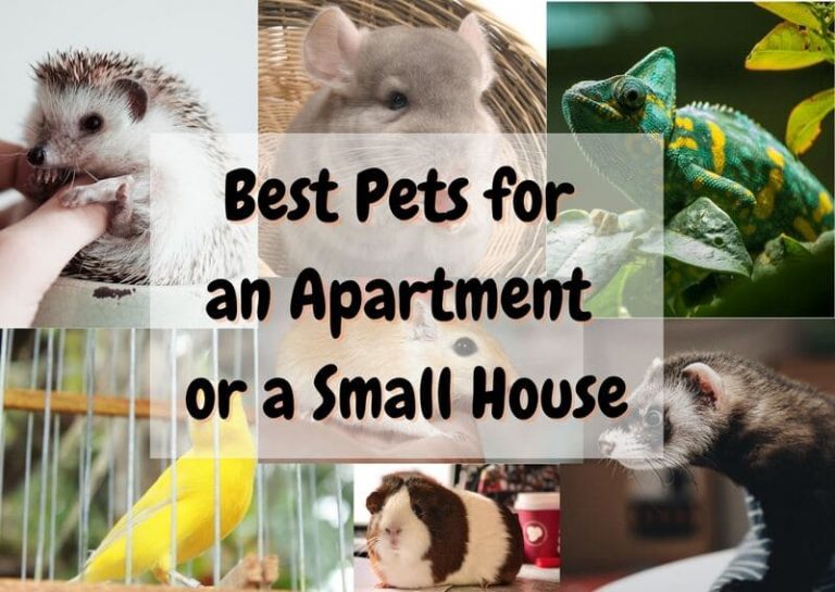 25 Best Pets for an Apartment or a Small House The Pet Savvy