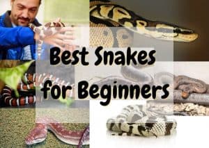 10 Best Pet Snakes For Beginners - The Pet Savvy