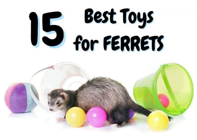 15 Best Toys For Ferrets (2023 Update) The Pet Savvy