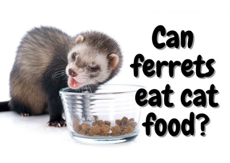 Can Ferrets Eat Cat Food? The Pet Savvy