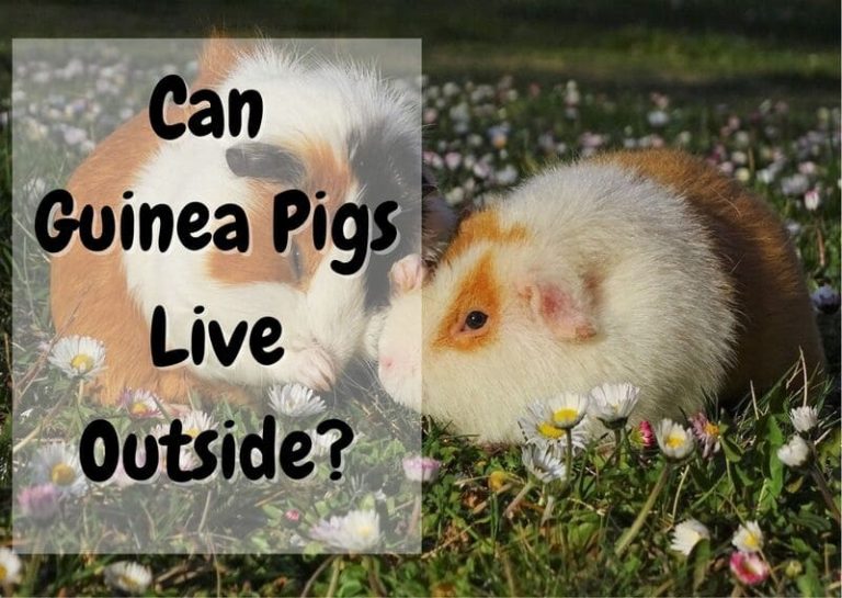 Can Guinea Pigs Live Outside? - The Pet Savvy