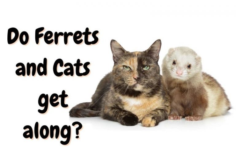 Do Cats and Ferrets Get Along? 4 Tips to Help Them Be Friends The Pet