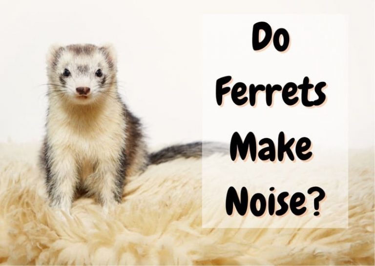 Do Ferrets Make Noise? Are They Noisy At Night? - The Pet Savvy