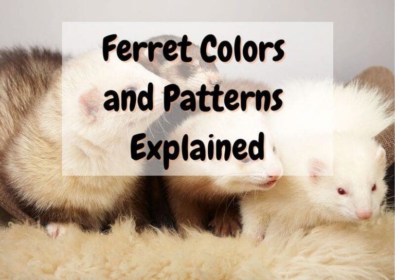 20 Ferret Colors and Patterns (With Pictures) The Pet Savvy