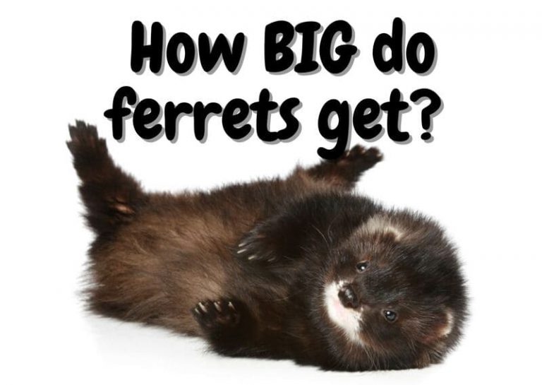 How Big Do Ferrets Get? (With Pictures) The Pet Savvy