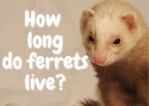 How Long Do Ferrets Live? - The Pet Savvy