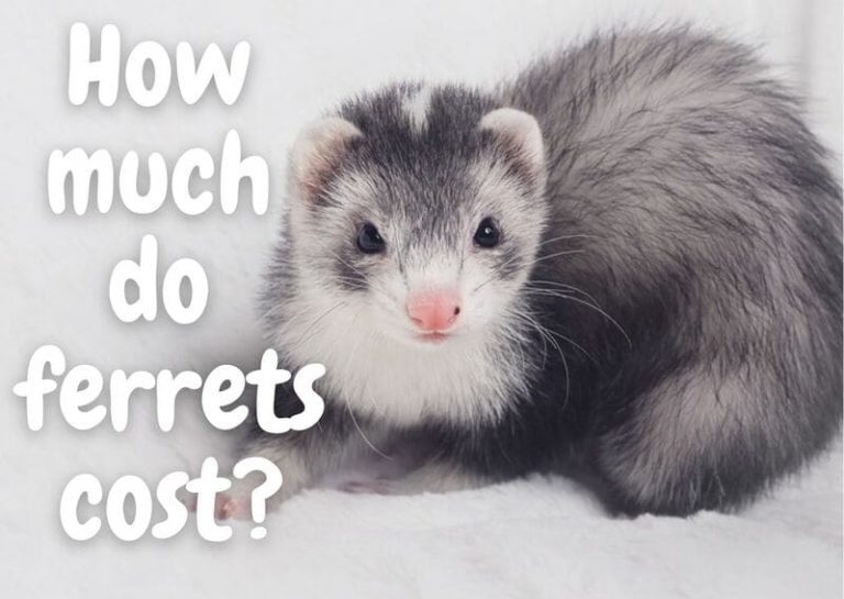 Spay Ferret Cost at Dennis Stroble blog