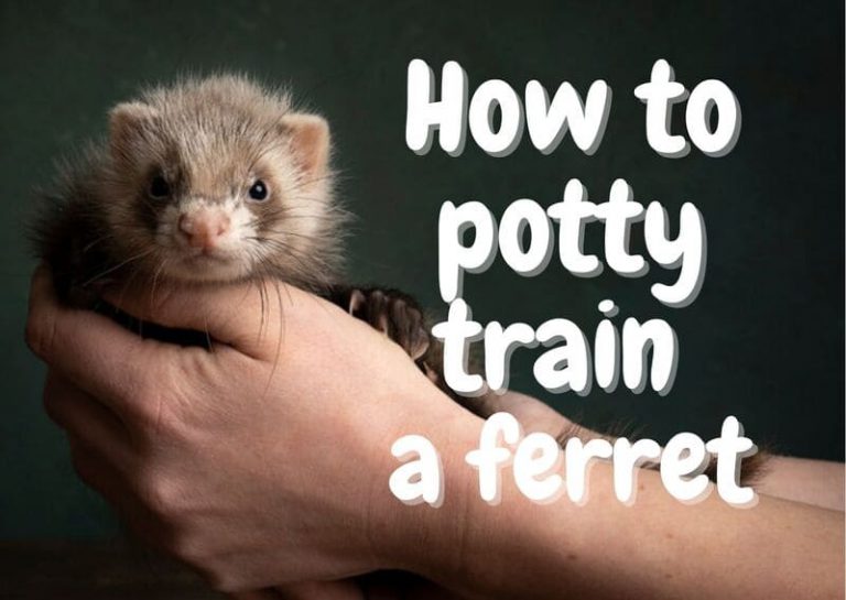 8 Easy Steps To Potty Train Your Ferret Guide) The Pet Savvy