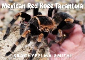 Mexican Red Knee Tarantula | Brachypelma Smithi Care Guide - The Pet Savvy