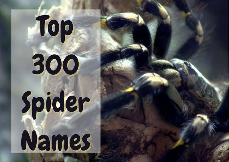 Top 300 Spider Names In 2022 The Pet Savvy